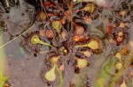 Drosera burkeana
