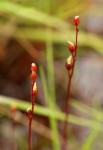 Drosera burkeana