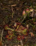 Drosera burkeana