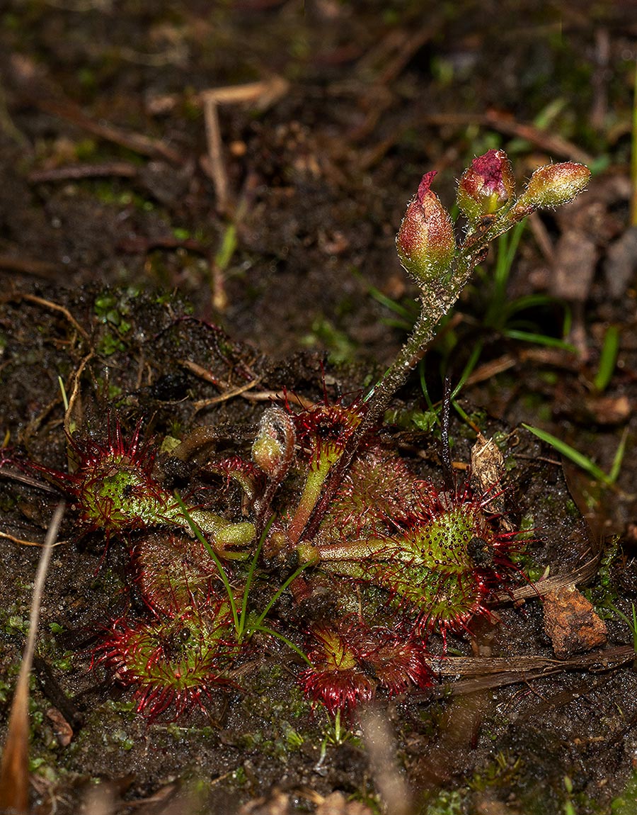 Drosera burkeana
