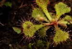Drosera burkeana