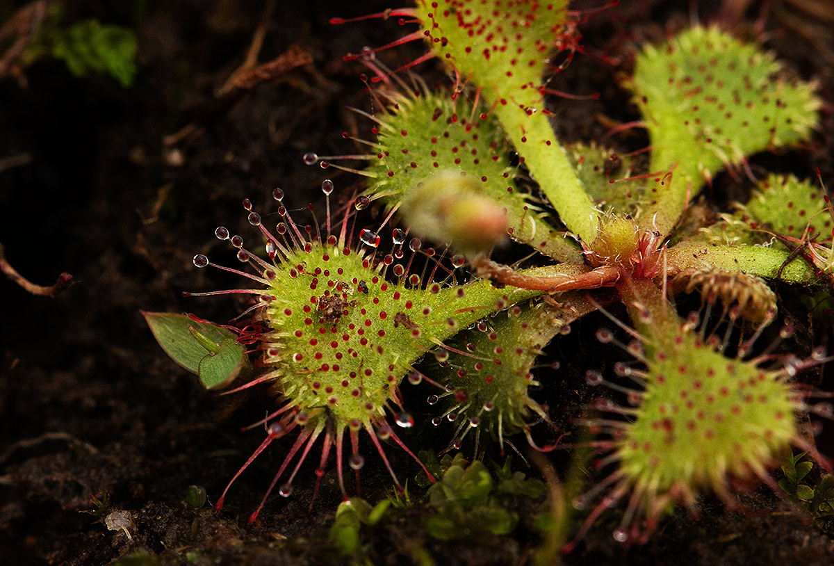 Drosera burkeana