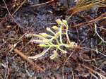 Drosera indica