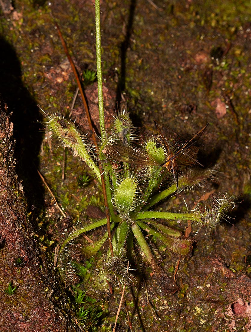 Drosera madagascariensis
