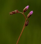 Drosera madagascariensis