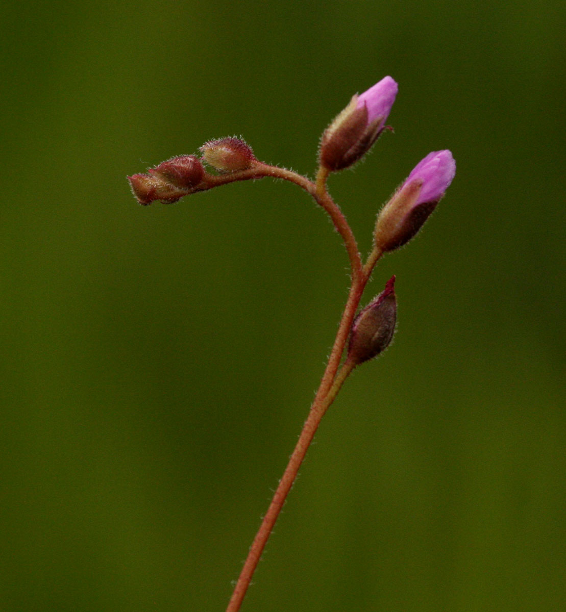 Drosera madagascariensis