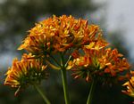 Kalanchoe crenata