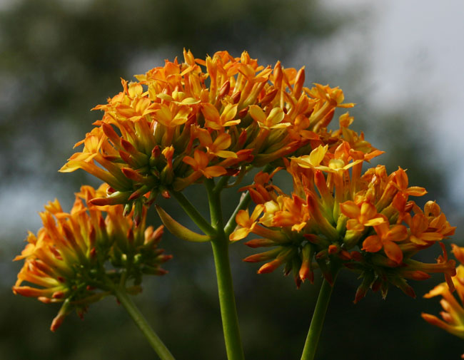 Kalanchoe crenata