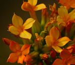 Kalanchoe crenata