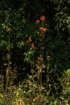 Kalanchoe crenata