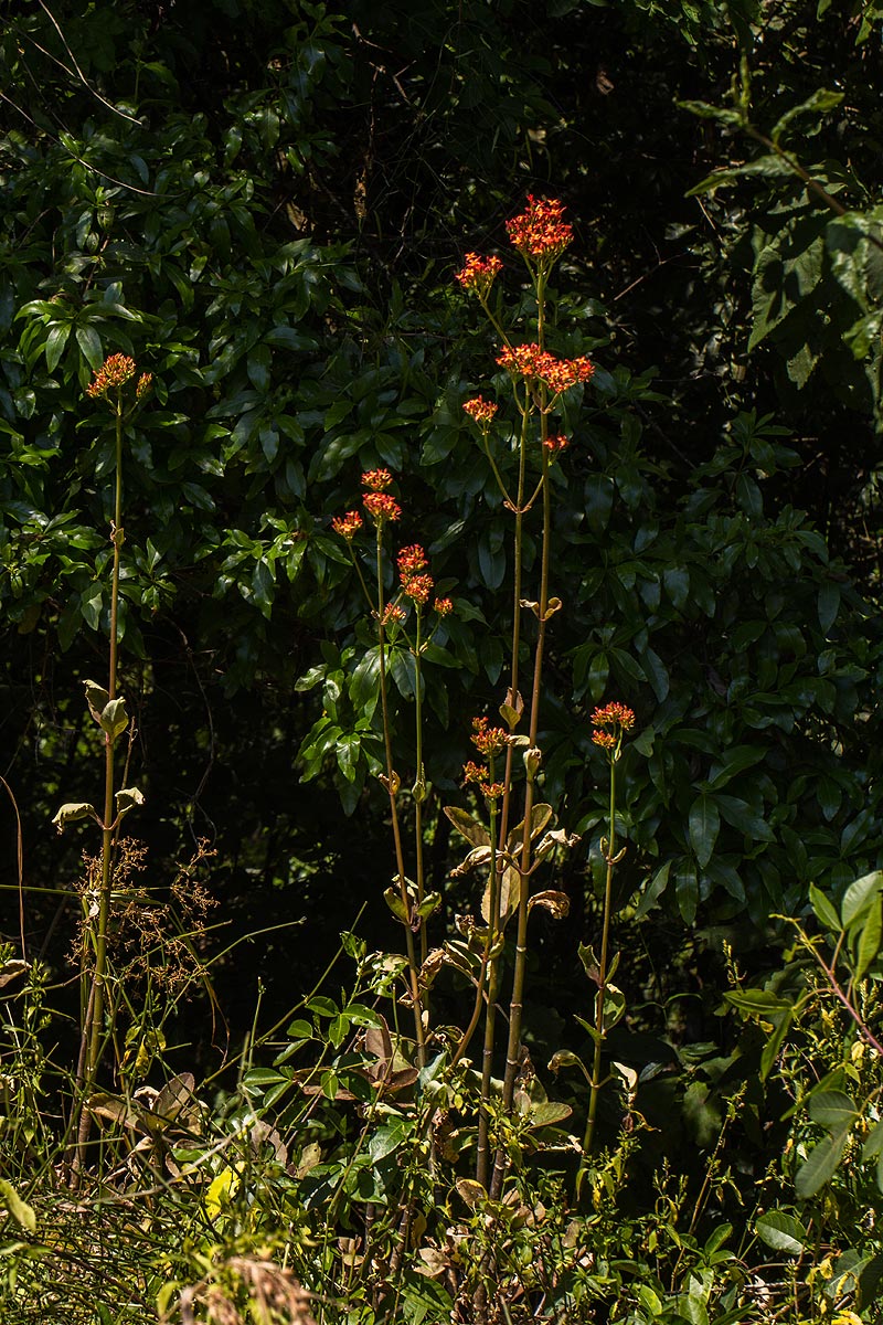 Kalanchoe crenata