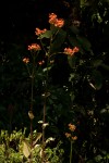 Kalanchoe crenata
