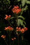 Kalanchoe crenata