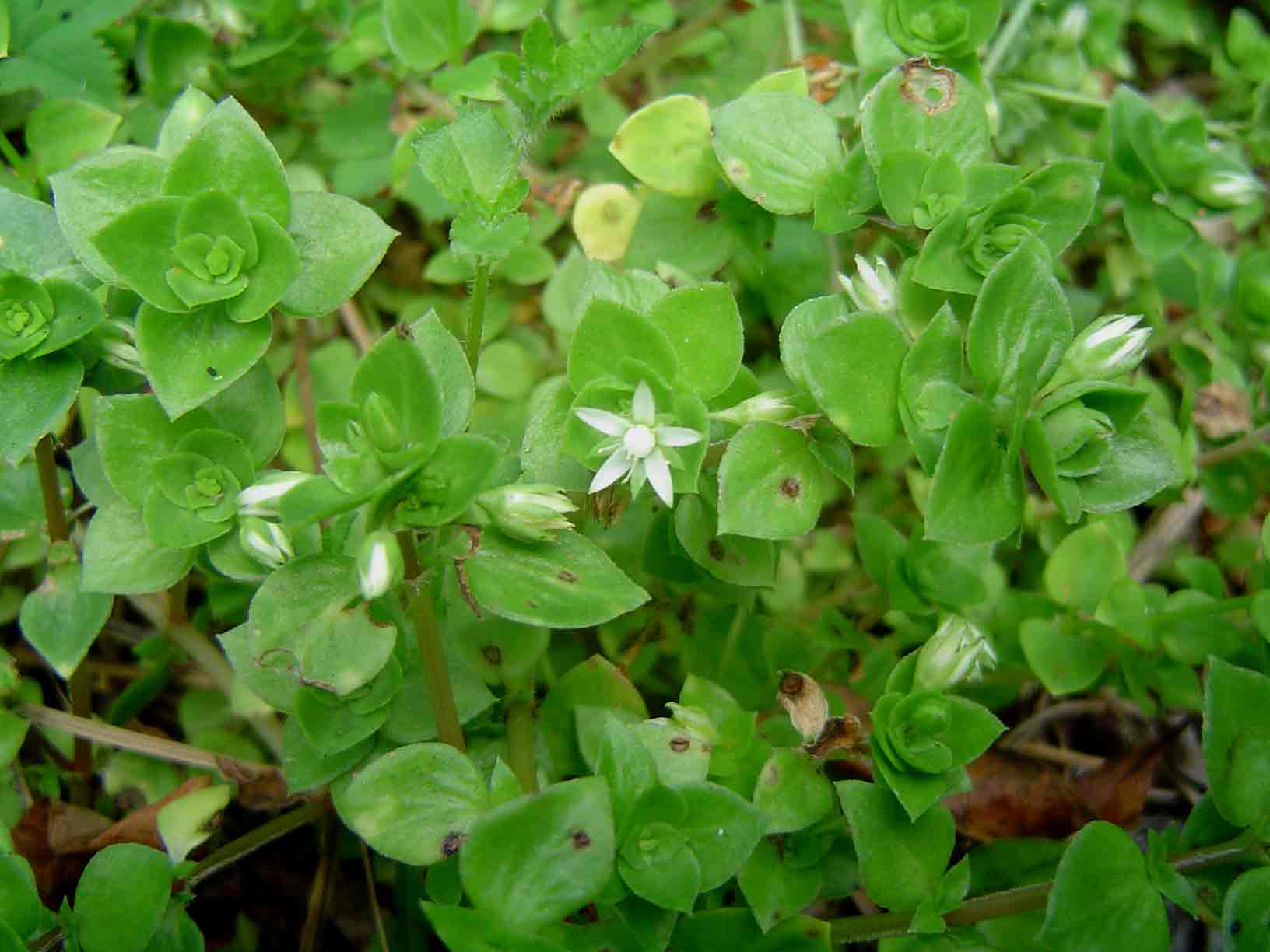 Crassula alsinoides