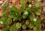 Crassula alsinoides