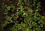 Crassula alsinoides