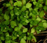 Crassula alsinoides
