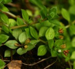 Crassula alsinoides