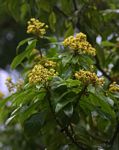 Pittosporum viridiflorum var. viridiflorum