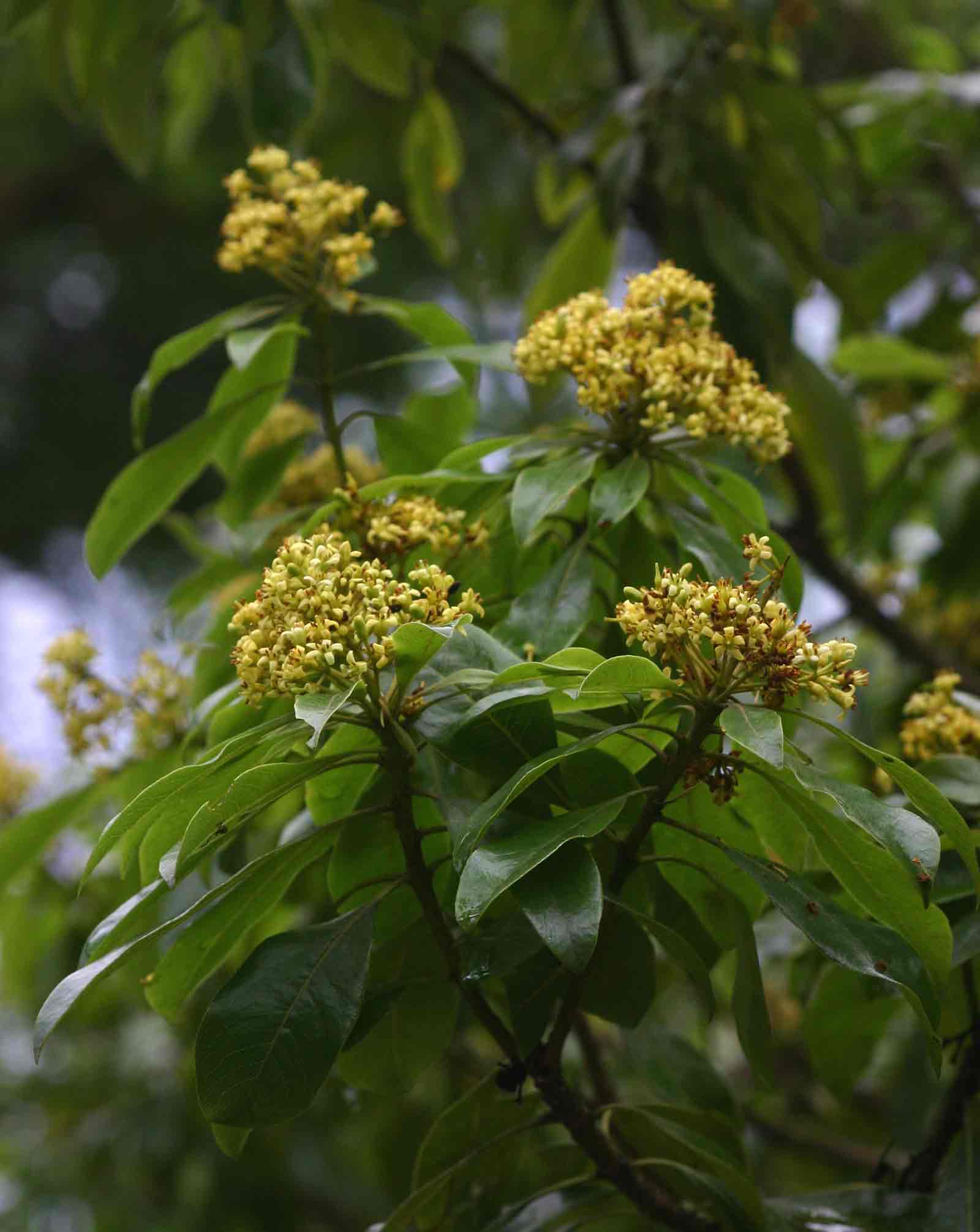 Pittosporum viridiflorum