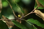 Trichocladus ellipticus subsp. malosanus