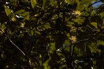 Trichocladus ellipticus subsp. malosanus