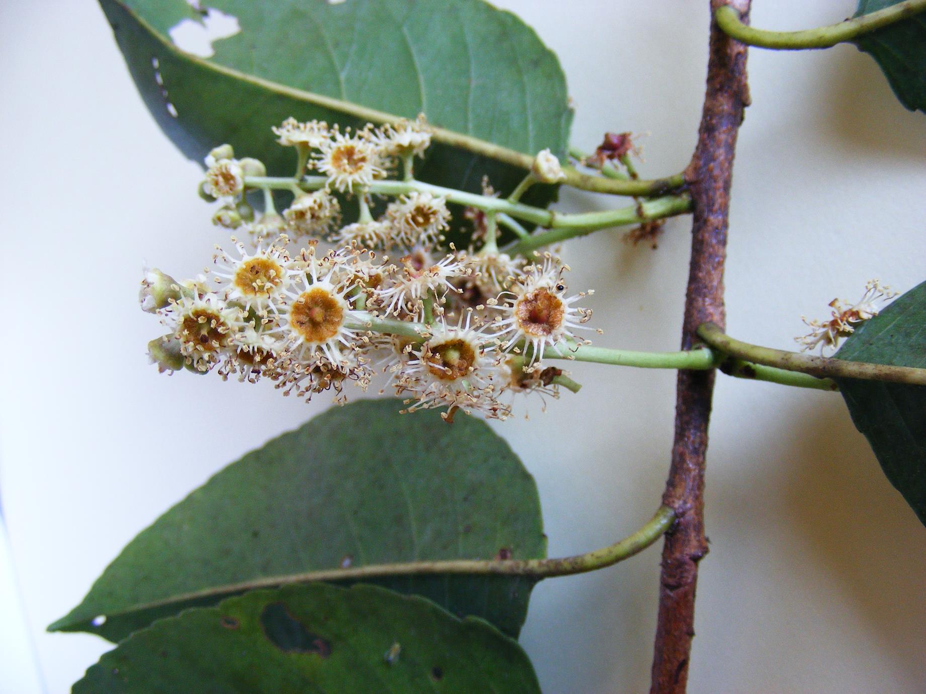 Prunus africana