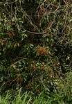 Agelaea pentagyna