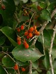 Agelaea pentagyna