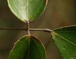 Agelaea pentagyna