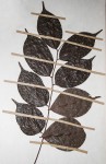 Rourea minor