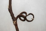 Rourea minor