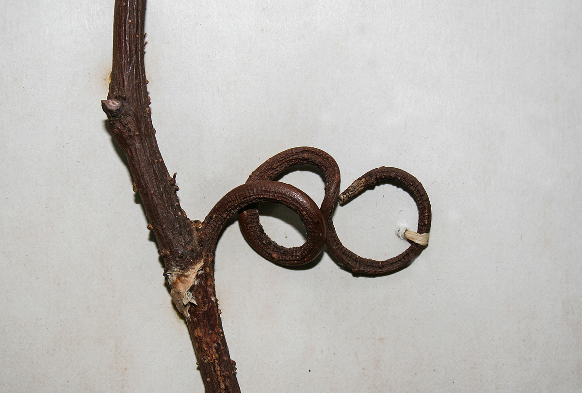 Rourea minor