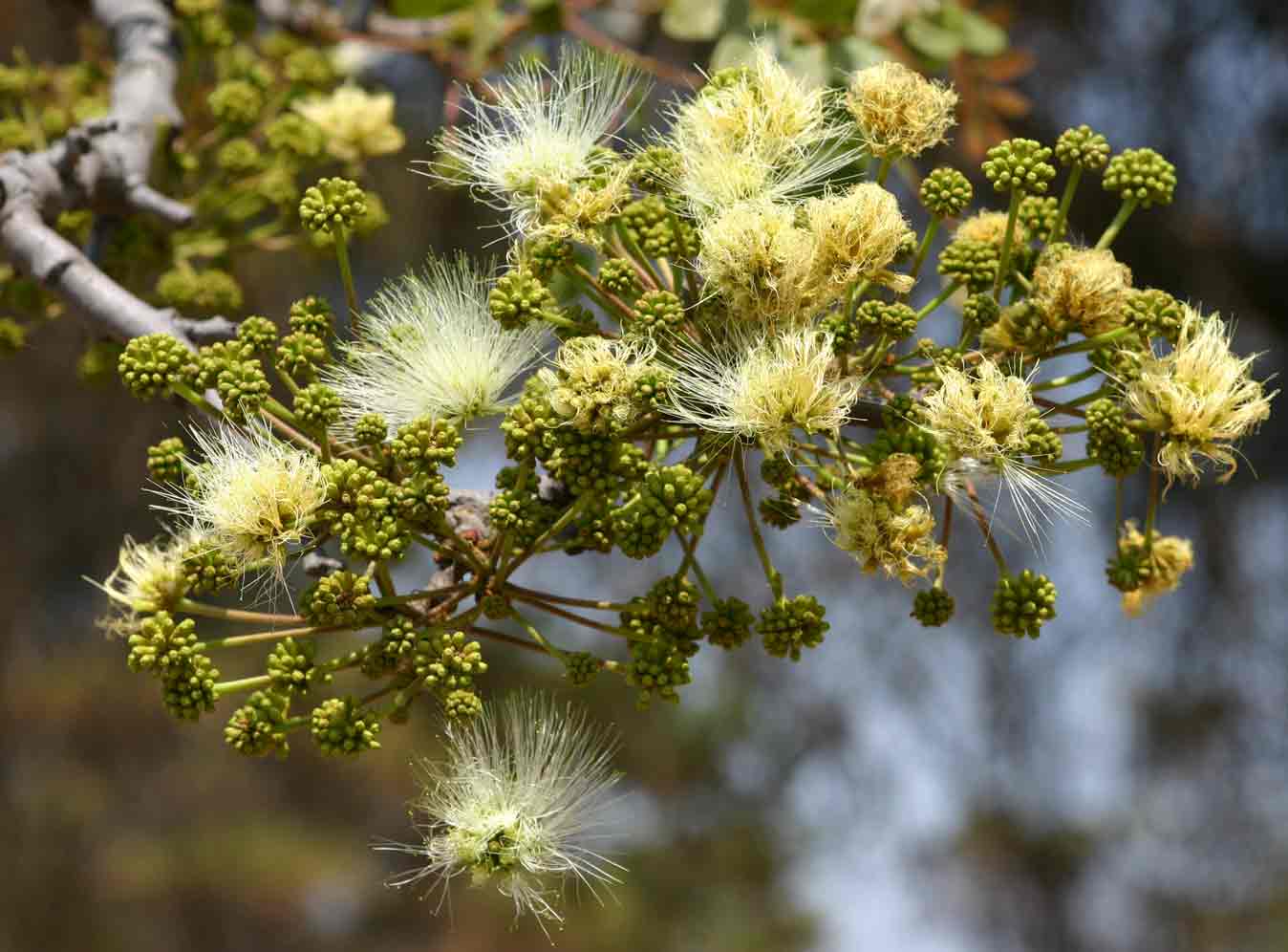 Albizia antunesiana
