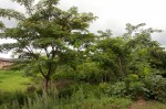 Albizia chinensis