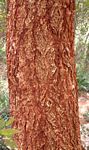 Acacia abyssinica