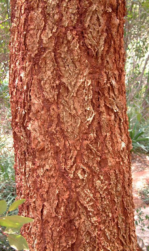 Acacia abyssinica