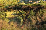 Acacia abyssinica