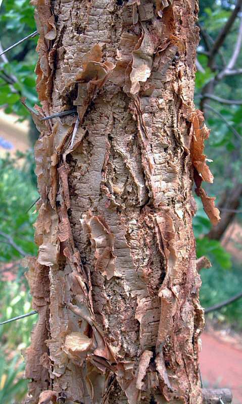 Acacia abyssinica