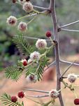 Acacia abyssinica