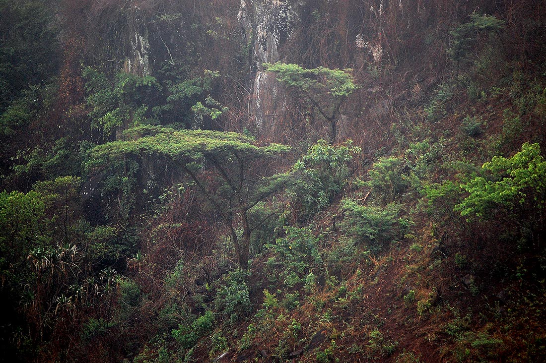 Acacia abyssinica