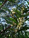 Acacia melanoxylon