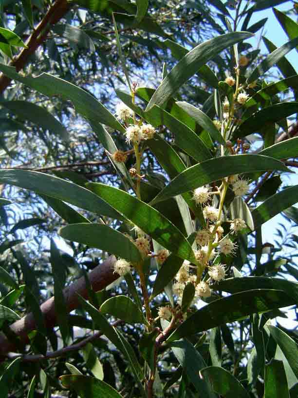 Acacia melanoxylon