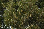 Acacia melanoxylon