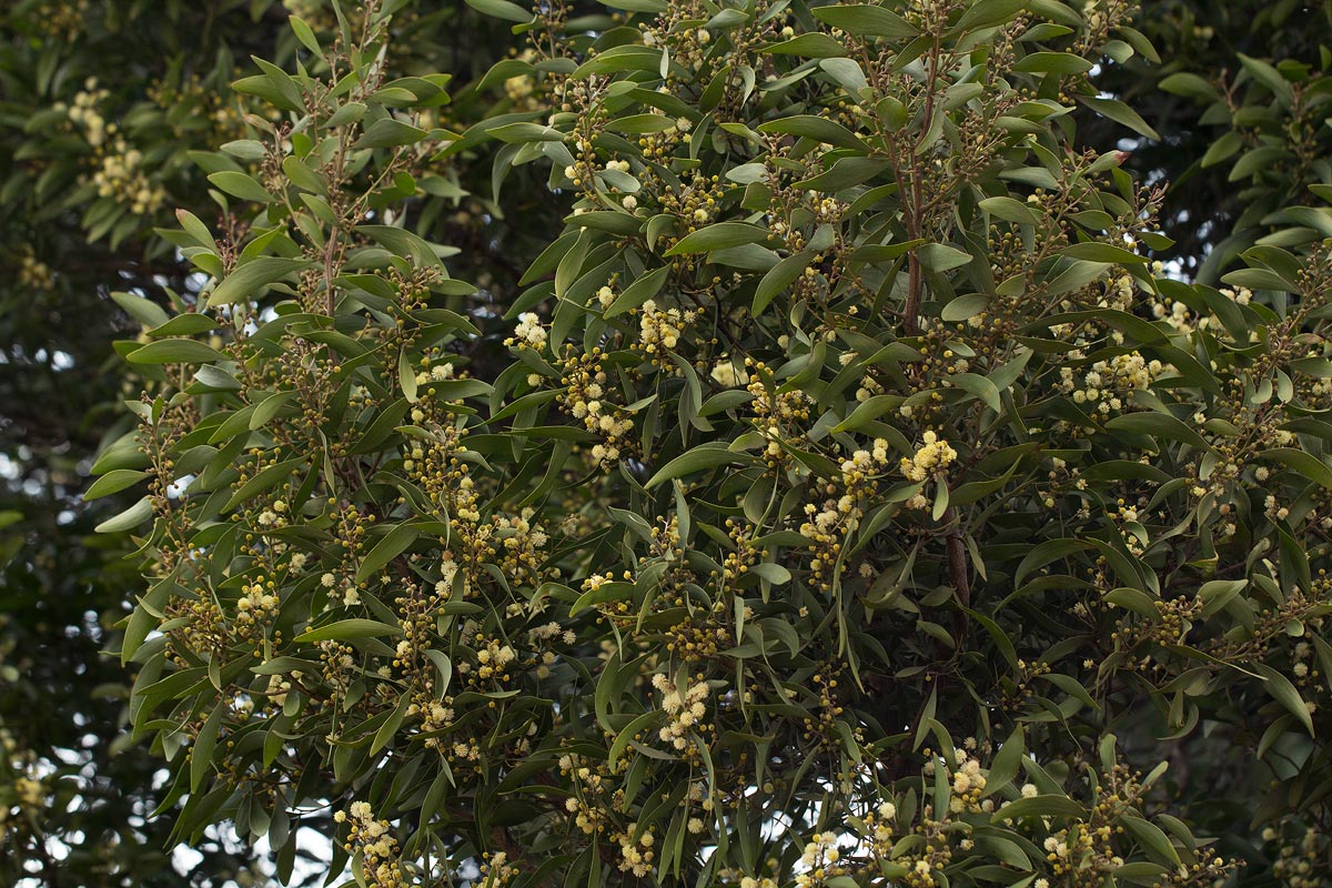 Acacia melanoxylon