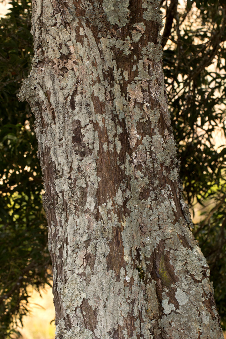 Acacia melanoxylon