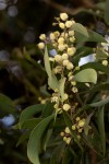 Acacia melanoxylon