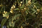Acacia melanoxylon