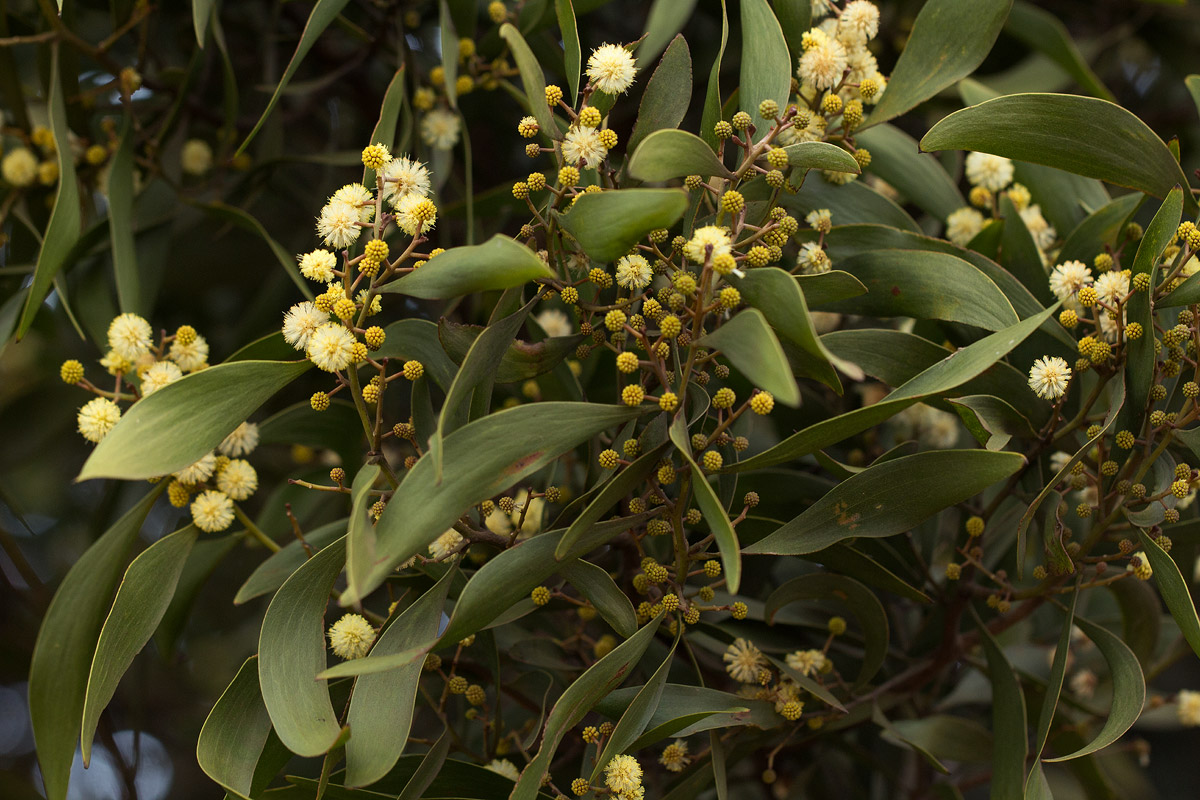 Acacia melanoxylon