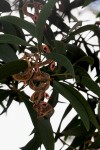 Acacia melanoxylon